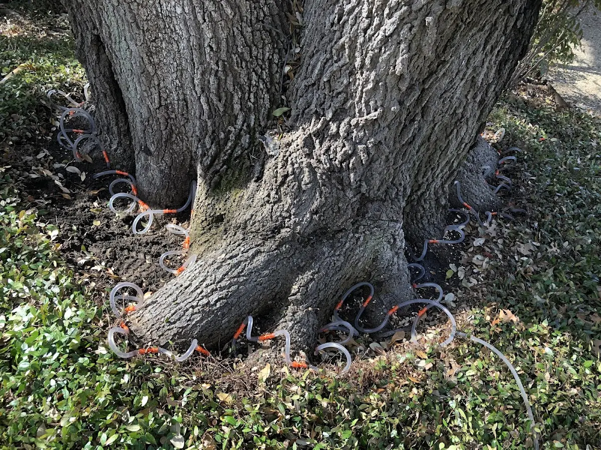 Detailed Tree Cabling and Bracing job site in Honey Grove