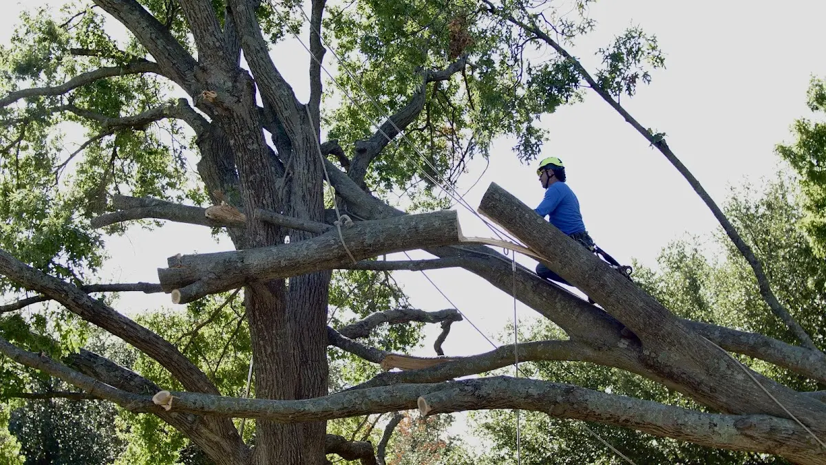 Professional Crown Thinning performed by certified arborists in Honey Grove